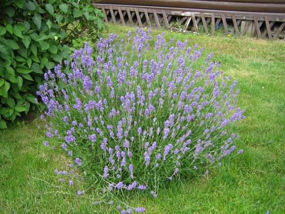 Lavendel 
