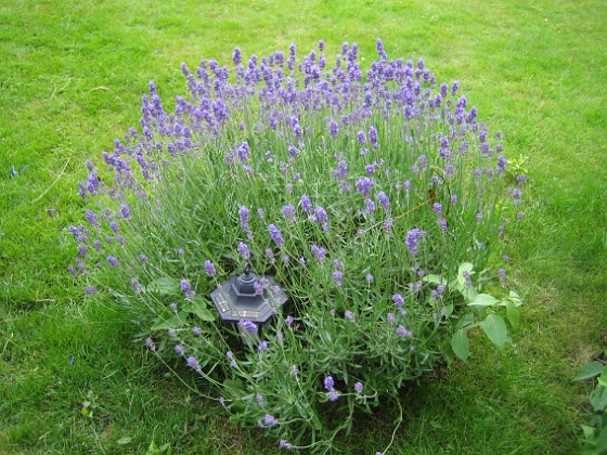 Lavendel 
