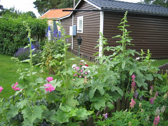 Stockrosor  
  
2009-07-08 IMG_0169  
Granudden  
Färjestaden  
Öland