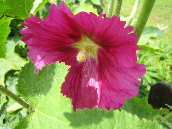 Stockros  
Nu börjar mina Stockrosor blomma! Alcea Rosea Ficifolia heter denna enkla och fleråriga Stockros.  
2009-07-15 IMG_0031  
Granudden  
Färjestaden  
Öland