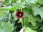 Alcea Rosea Ficifolia