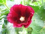 Stockros Alcea Rosea Ficifolia