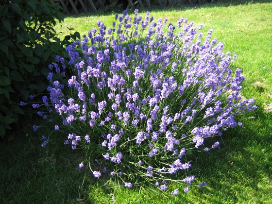 Lavendel 
