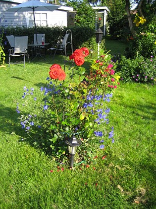 Rosbusken  
Under rosbusken finns Riddarsporre 'Sky Lights'  
2009-07-17 IMG_0155  
Granudden  
Färjestaden  
Öland