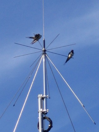 Norra antennmasten 
Här finns avstämningsenheten till min longwire-antenn, samt min discone för VHF/UHF. Observera två Svalor som vilar på antennen.