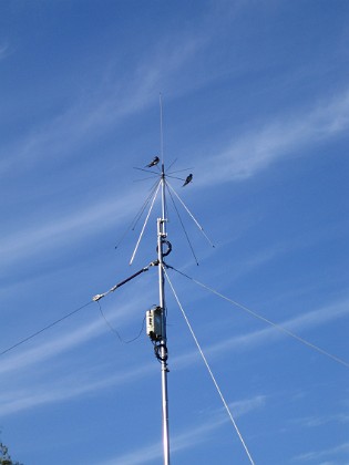 Norra antennmasten 
Här finns avstämningsenheten till min longwire-antenn, samt min discone för VHF/UHF. Observera två Svalor som vilar på antennen.