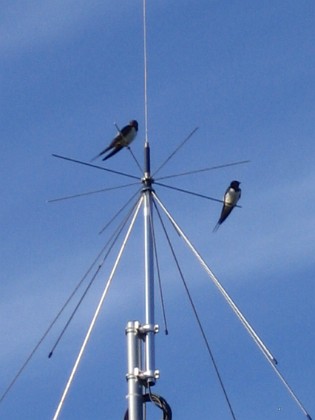 Norra antennmasten 
Här finns avstämningsenheten till min longwire-antenn, samt min discone för VHF/UHF. Observera två Svalor som vilar på antennen.