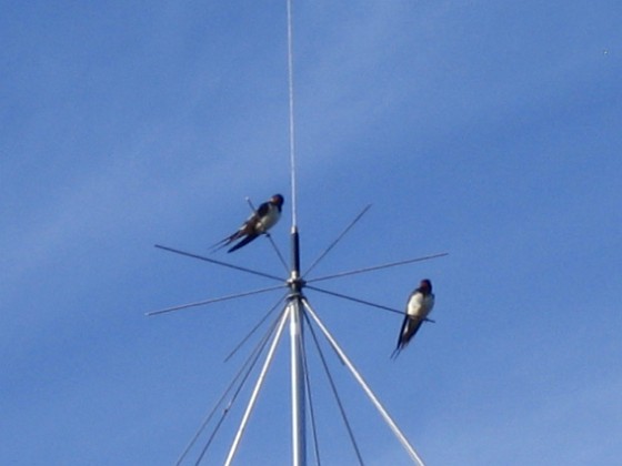 Norra antennmasten  
Här finns avstämningsenheten till min longwire-antenn, samt min discone för VHF/UHF. Observera två Svalor som vilar på antennen.  
2009-07-17 IMG_0181  
Granudden  
Färjestaden  
Öland