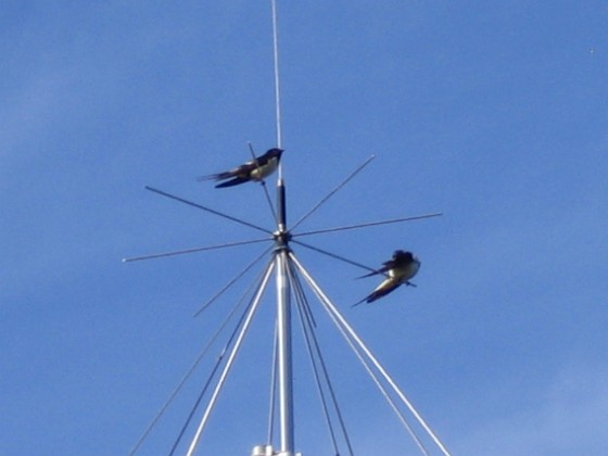 Norra antennmasten  
Här finns avstämningsenheten till min longwire-antenn, samt min discone för VHF/UHF. Observera två Svalor som vilar på antennen.  
2009-07-17 IMG_0182  
Granudden  
Färjestaden  
Öland