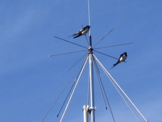Norra antennmasten  
Här finns avstämningsenheten till min longwire-antenn, samt min discone för VHF/UHF. Observera två Svalor som vilar på antennen.  
2009-07-17 IMG_0183  
Granudden  
Färjestaden  
Öland