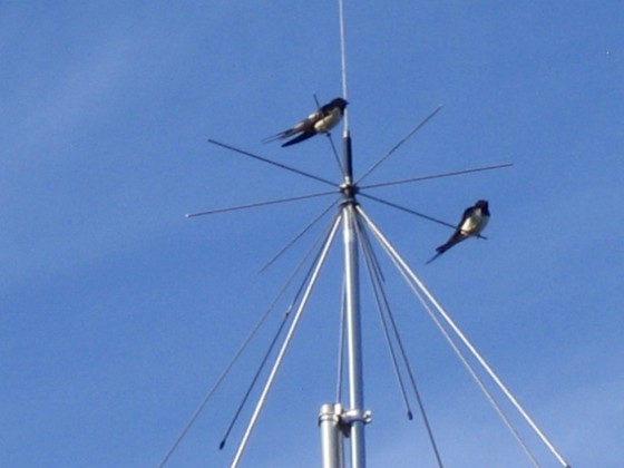 Norra antennmasten 
Här finns avstämningsenheten till min longwire-antenn, samt min discone för VHF/UHF. Observera två Svalor som vilar på antennen.