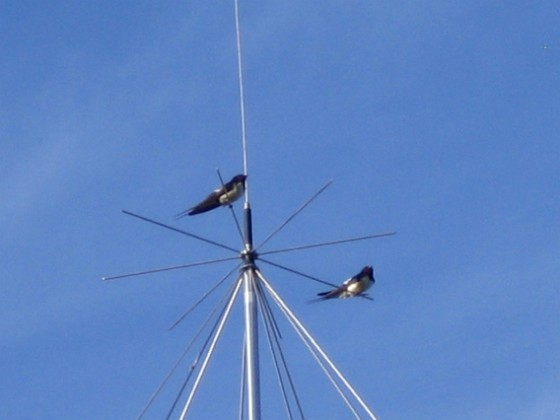 Norra antennmasten 
Här finns avstämningsenheten till min longwire-antenn, samt min discone för VHF/UHF. Observera två Svalor som vilar på antennen.