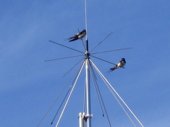 Norra antennmasten  
Här finns avstämningsenheten till min longwire-antenn, samt min discone för VHF/UHF. Observera två Svalor som vilar på antennen.  
2009-07-17 IMG_0185  
Granudden  
Färjestaden  
Öland