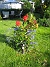 Rosbusken  
Under rosbusken finns Riddarsporre 'Sky Lights'  
2009-07-17 IMG_0155