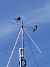 Här finns avstämningsenheten till min longwire-antenn, samt min discone för VHF/UHF. Observera två Svalor som vilar på antennen. (2009-07-17 IMG_0176)