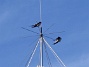 Här finns avstämningsenheten till min longwire-antenn, samt min discone för VHF/UHF. Observera två Svalor som vilar på antennen. (2009-07-17 IMG_0182)