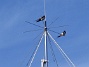 Här finns avstämningsenheten till min longwire-antenn, samt min discone för VHF/UHF. Observera två Svalor som vilar på antennen. (2009-07-17 IMG_0185)