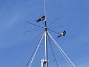 Här finns avstämningsenheten till min longwire-antenn, samt min discone för VHF/UHF. Observera två Svalor som vilar på antennen. (2009-07-17 IMG_0185)