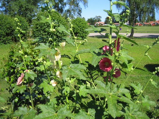 Stockros  
  
2009-07-23 IMG_0017  
Granudden  
Färjestaden  
Öland