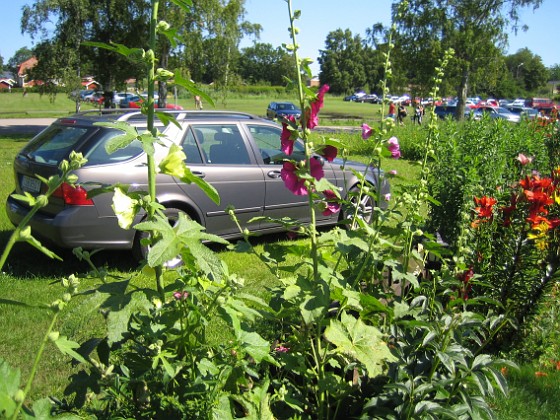 Stockros  
  
2009-07-23 IMG_0018  
Granudden  
Färjestaden  
Öland