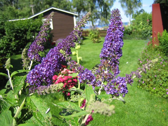 Fjärilsbuskar  
  
2009-07-23 IMG_0072  
Granudden  
Färjestaden  
Öland