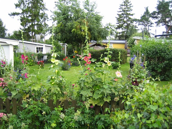 Stockros  
  
2009-07-23 IMG_0210  
Granudden  
Färjestaden  
Öland