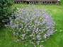 Lavendel  
  
2009-07-23 IMG_0131