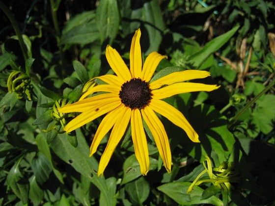 Rudbeckior {  } 