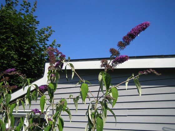 Syrenbuddleja