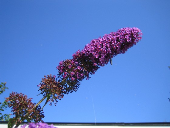 Syrenbuddleja 
