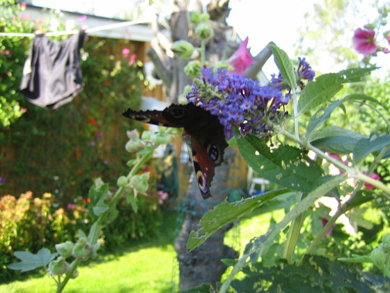 Syrenbuddleja  
  
2009-08-07 IMG_0087  
Granudden  
Färjestaden  
Öland