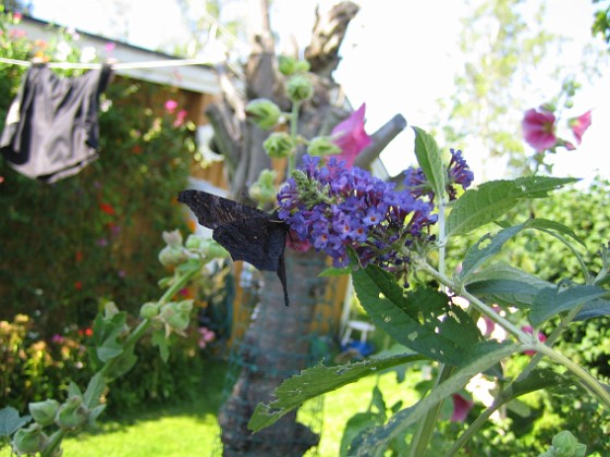 Syrenbuddleja 
