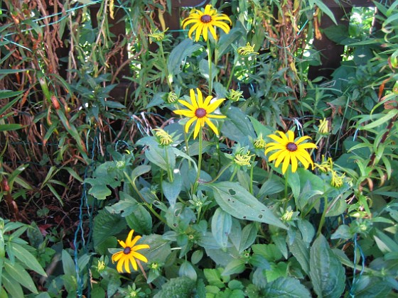 Rudbeckior  
  
2009-08-07 IMG_0099  
Granudden  
Färjestaden  
Öland