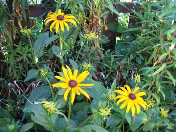 Rudbeckior  
  
2009-08-07 IMG_0100  
Granudden  
Färjestaden  
Öland