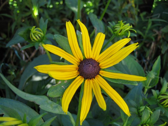 Rudbeckior  
  
2009-08-07 IMG_0101  
Granudden  
Färjestaden  
Öland