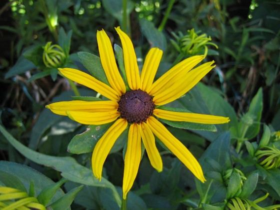 Rudbeckior  
  
2009-08-07 IMG_0102  
Granudden  
Färjestaden  
Öland