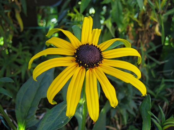 Rudbeckior  
  
2009-08-07 IMG_0103  
Granudden  
Färjestaden  
Öland