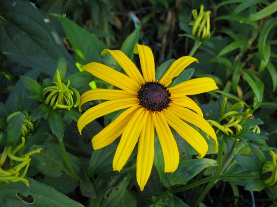 Rudbeckior  
  
2009-08-07 IMG_0104  
Granudden  
Färjestaden  
Öland