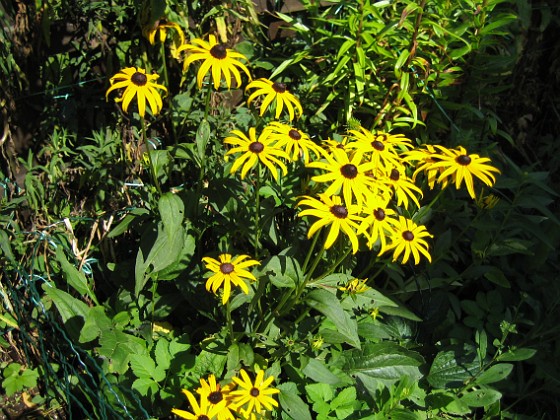 Strålrudbeckia  
  
2009-08-22 IMG_0001  
Granudden  
Färjestaden  
Öland