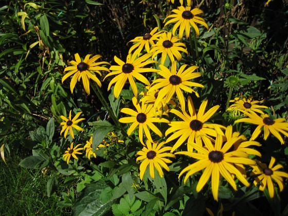 Strålrudbeckia  
  
2009-08-22 IMG_0002  
Granudden  
Färjestaden  
Öland