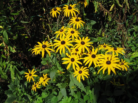 Strålrudbeckia  
  
2009-08-22 IMG_0003  
Granudden  
Färjestaden  
Öland