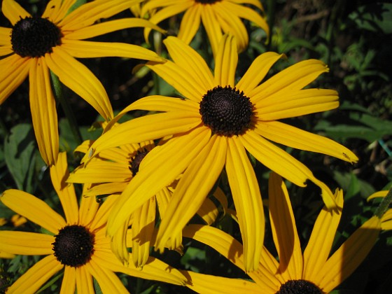 Strålrudbeckia  
  
2009-08-22 IMG_0004  
Granudden  
Färjestaden  
Öland