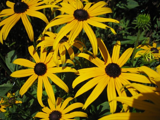 Strålrudbeckia  
  
2009-08-22 IMG_0005  
Granudden  
Färjestaden  
Öland