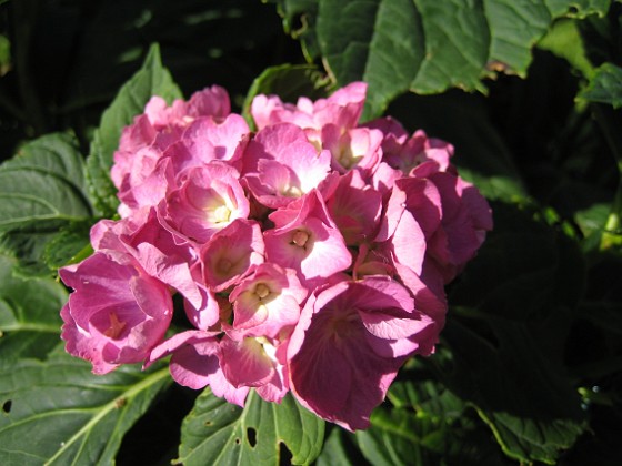 Hortensia 
