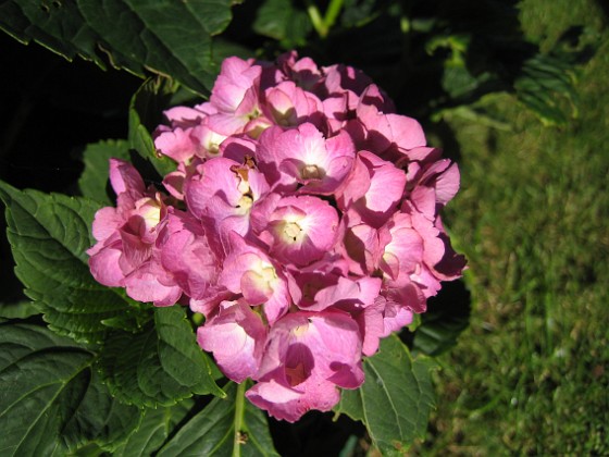 Hortensia 
