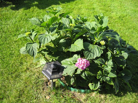 Hortensia  
  
2009-08-22 IMG_0054  
Granudden  
Färjestaden  
Öland