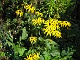 Strålrudbeckia