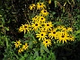 Strålrudbeckia