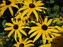 Strålrudbeckia