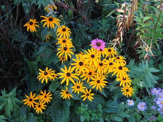 Solhatt  
Den här bilden och de som följer tog jag redan vid ankomsten på fredagen. Strålrudbeckia har jag visserligen haft i ett par veckor nu, men denna lila Solhatt gör sig mycket bra mot den gula bakgrunden.  
2009-09-05 IMG_0001  
Granudden  
Färjestaden  
Öland